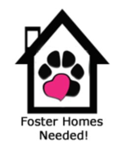 Foster-Homes-Needed-250x300